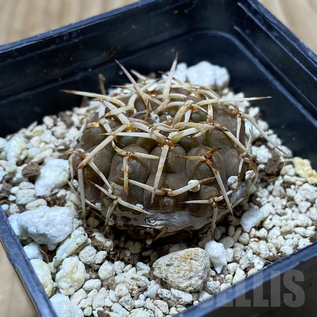 SH4393 Gymnocalycium stellatum v. paucispinum - Image 2