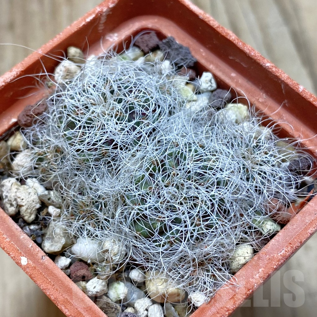 SH4394 Sulcorebutia gerosenilis GR21