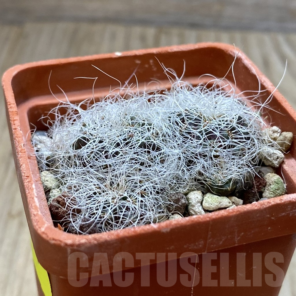 SH4394 Sulcorebutia gerosenilis GR21 - immagine 2