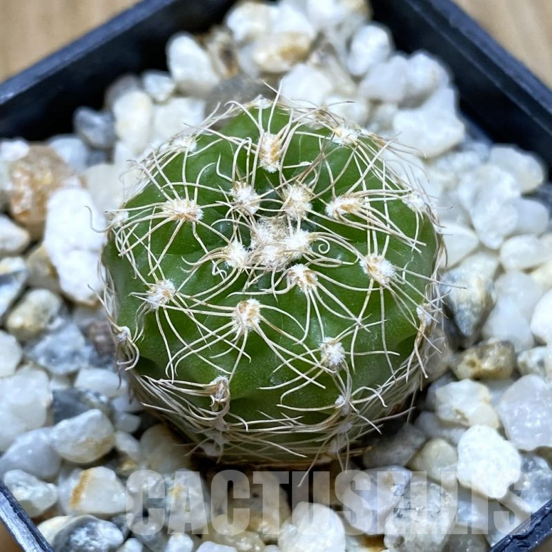 SH4396 Gymnocalycium parvulum ssp. huettneri