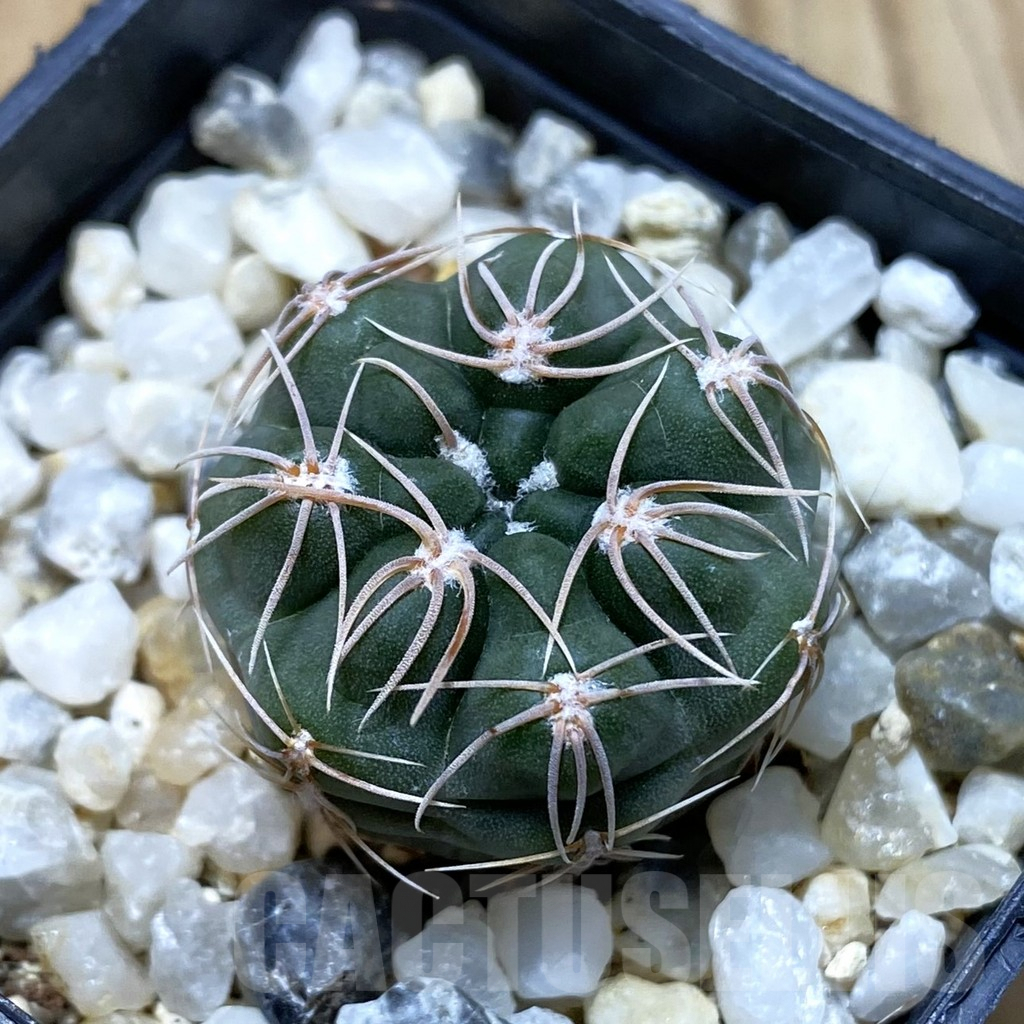SH4398 Gymnocalycium sp. MM650