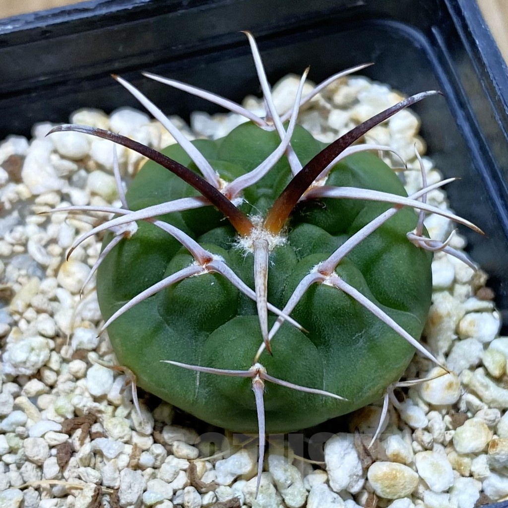 SH4400 Gymnocalycium ferocior VG320