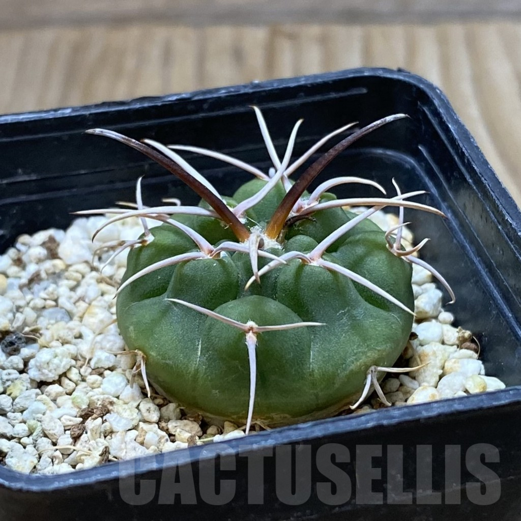SH4400 Gymnocalycium ferocior VG320 - Image 2