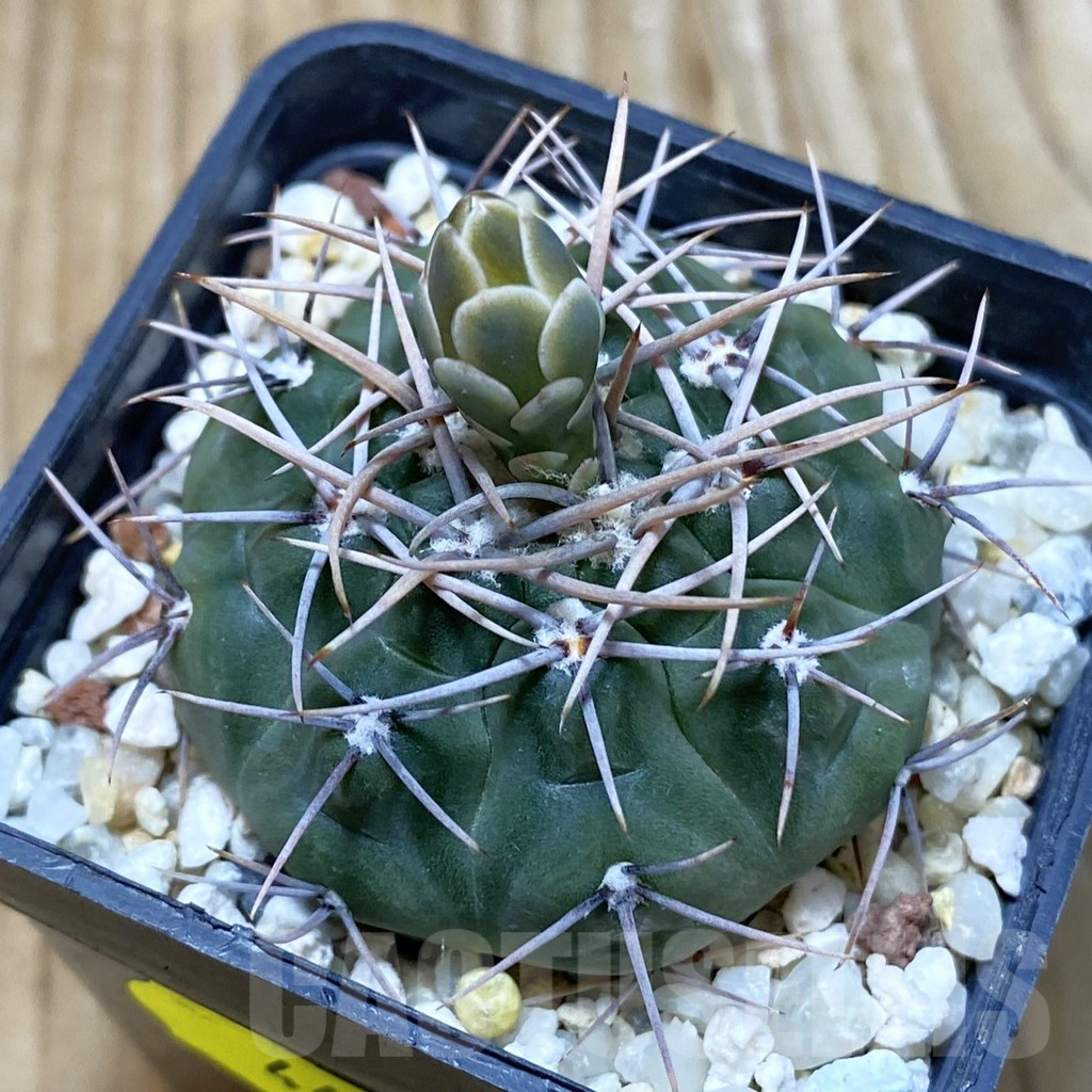 SH4401 Gymnocalycium ferocior STO860