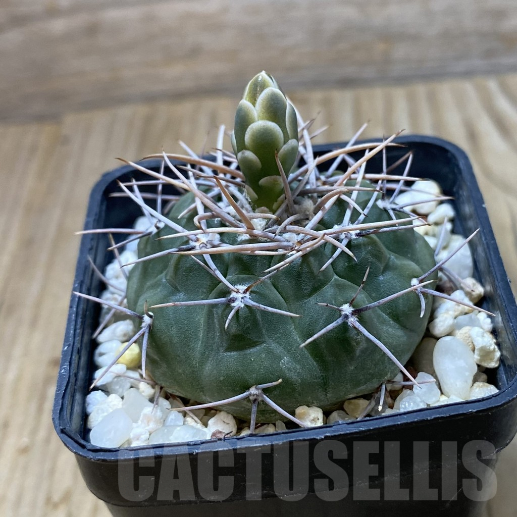 SH4401 Gymnocalycium ferocior STO860 - Image 2