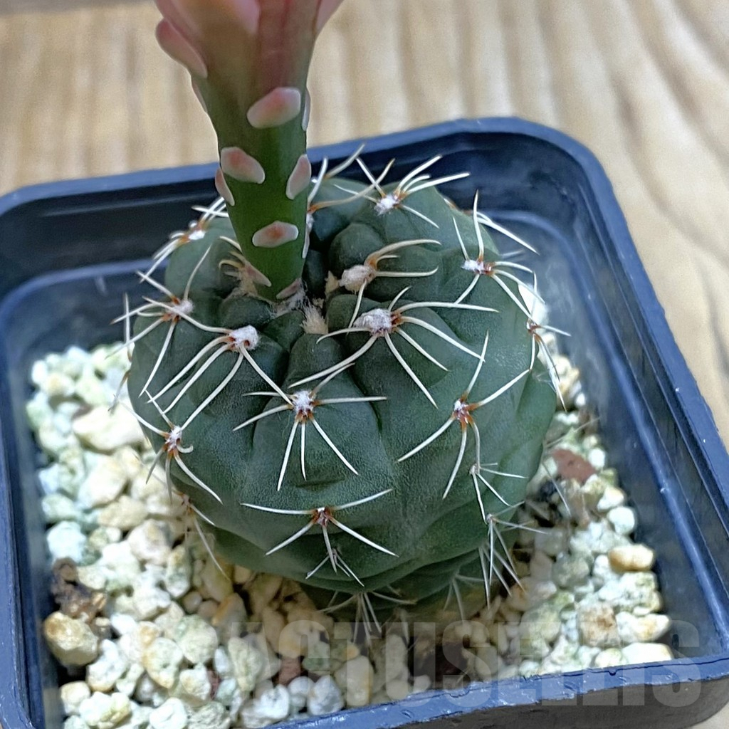 SH4406 Gymnocalycium baldianum - Obrázek 2