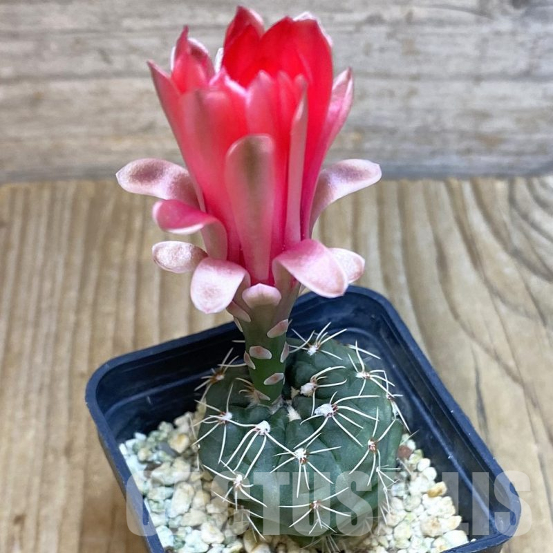 SH4406 Gymnocalycium baldianum