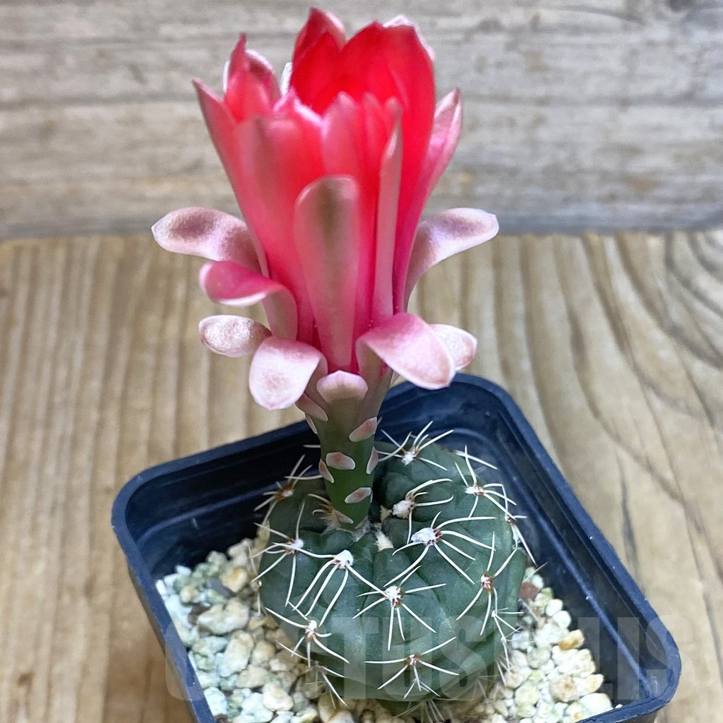SH4406 Gymnocalycium baldianum