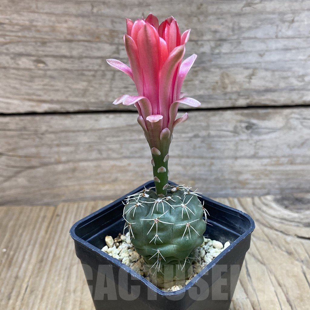 SH4406 Gymnocalycium baldianum - Obrázek 3