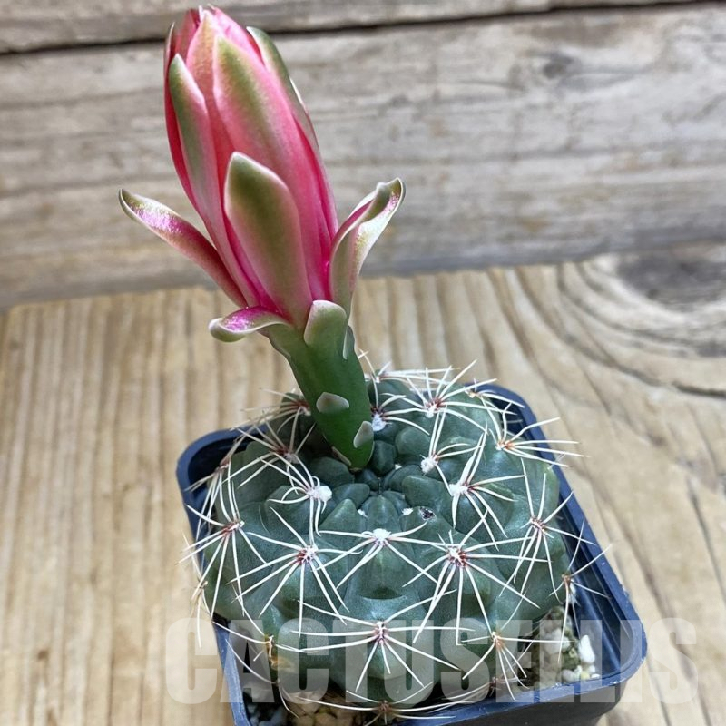 SH4408 Gymnocalycium baldianum