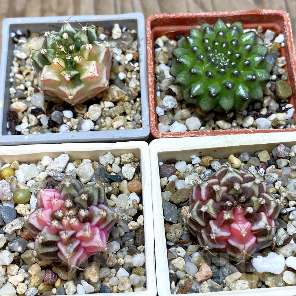 SET227 Gymnocalycium mihanovichii f. variegata, 4 plants, seedling