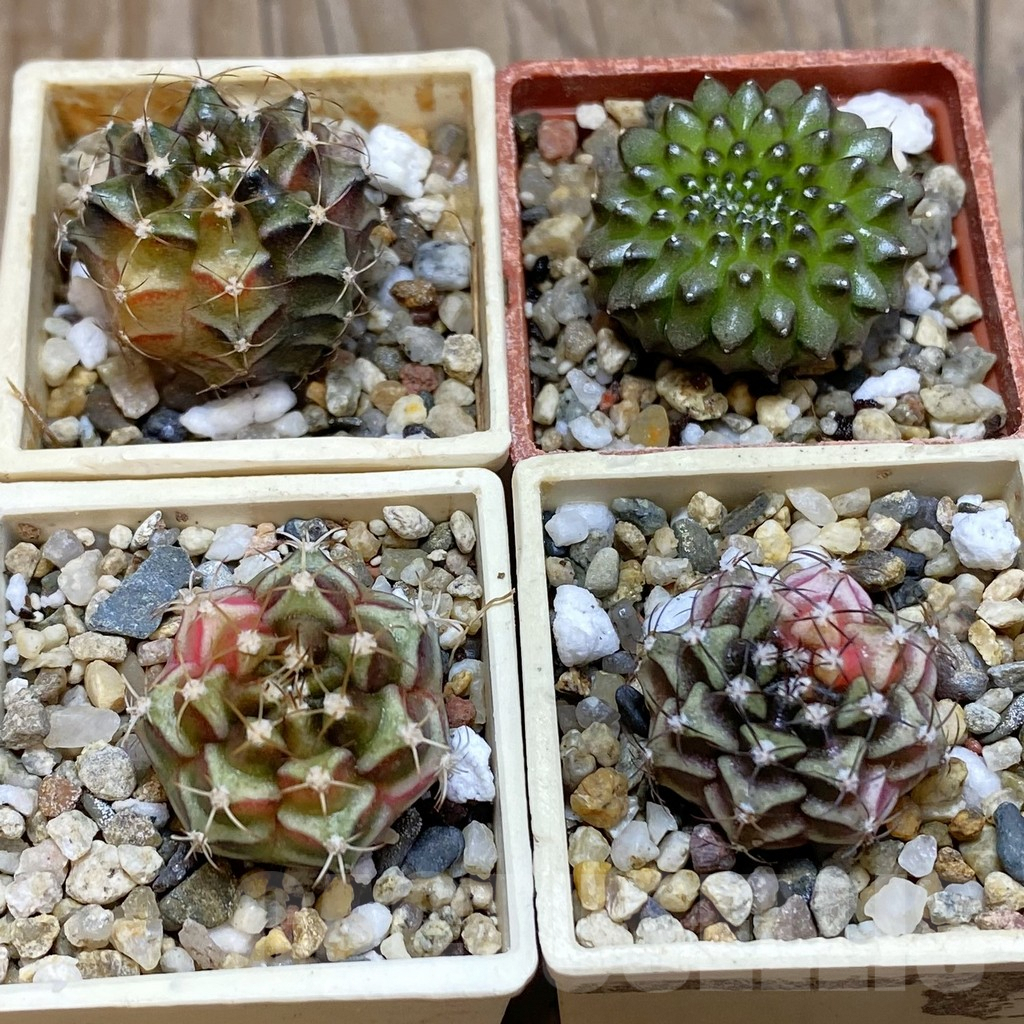 SET228 Gymnocalycium mihanovichii f. variegata, 4 plants, seedling