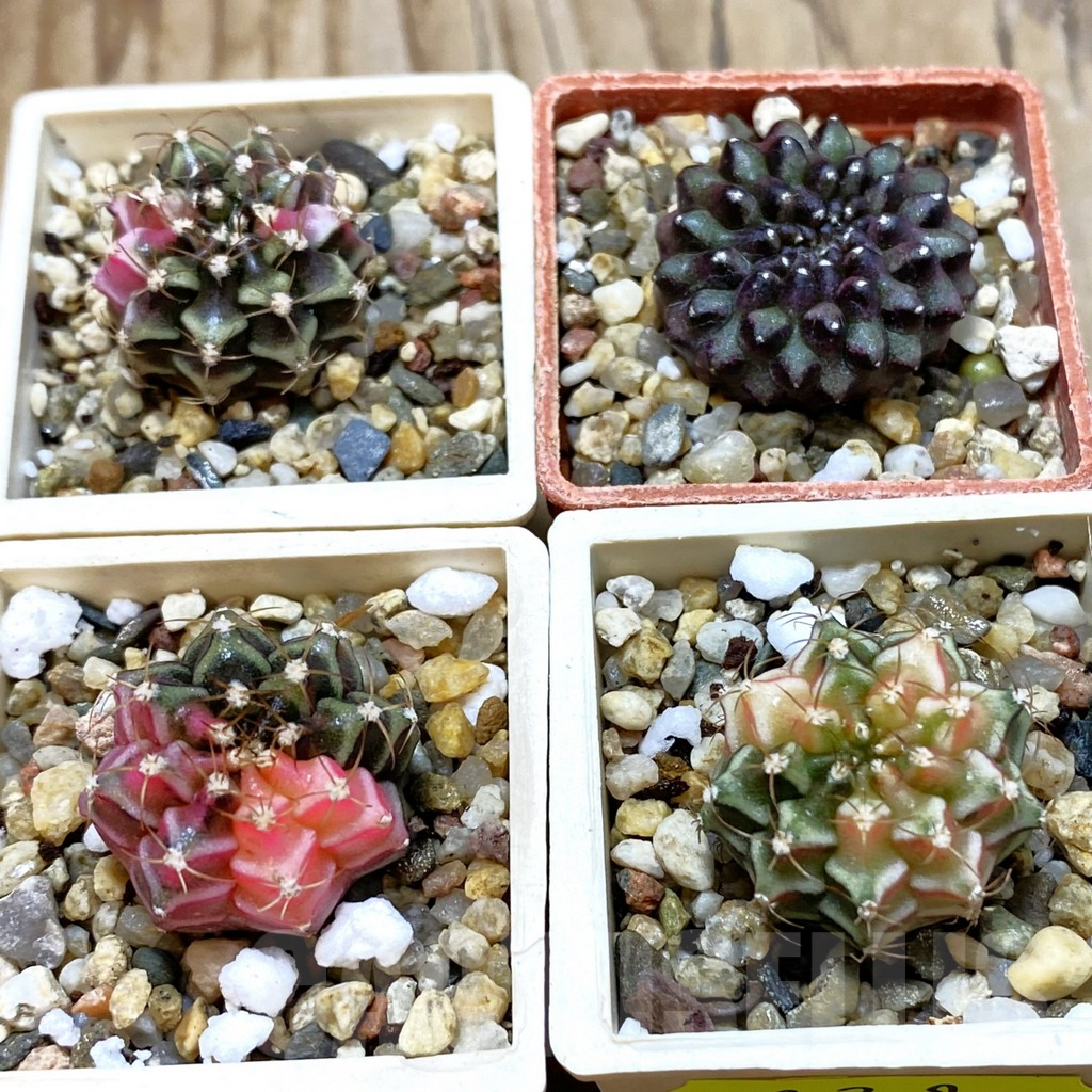 SET232 Gymnocalycium mihanovichii f. variegata, 4 plants, seedling