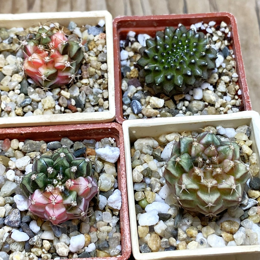 SET233 Gymnocalycium mihanovichii f. variegata, 4 plants, seedling