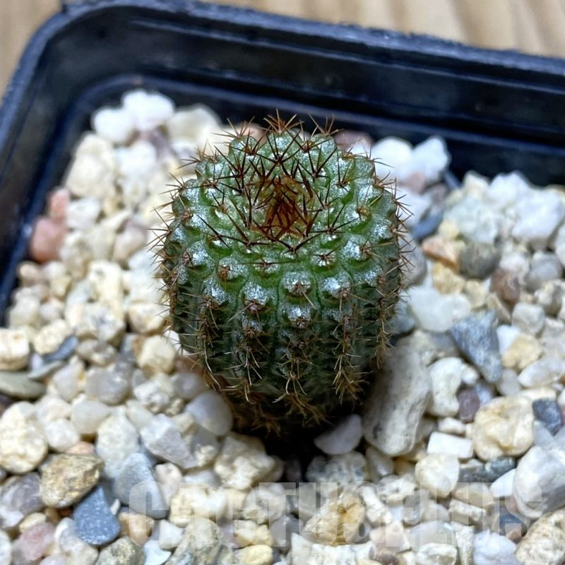 SH4365 Frailea chiquitana