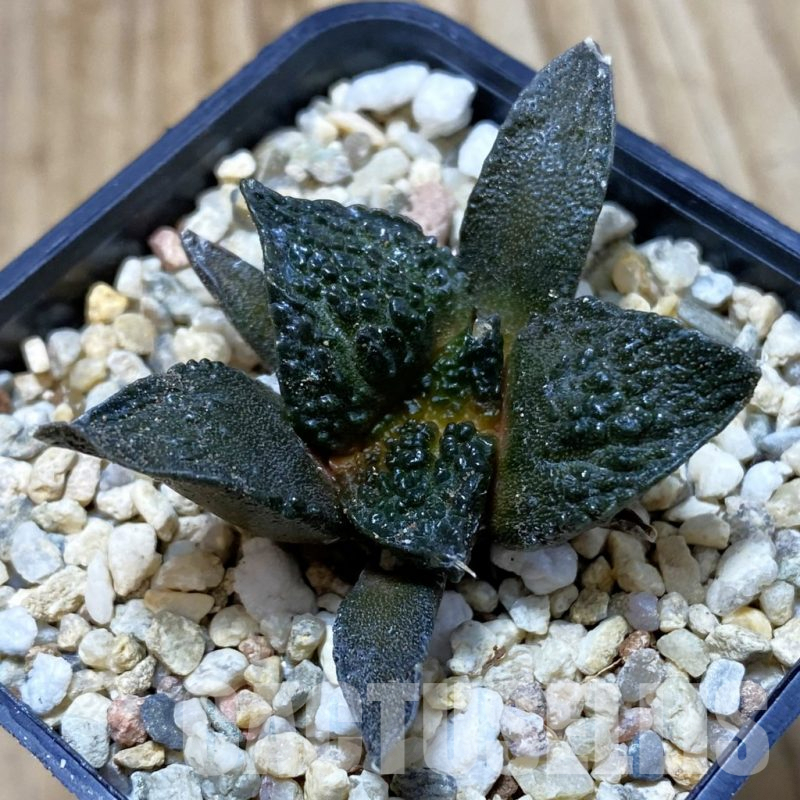 SH4366 Ariocarpus fissuratus ‘Godzilla’ hybrid, seedling