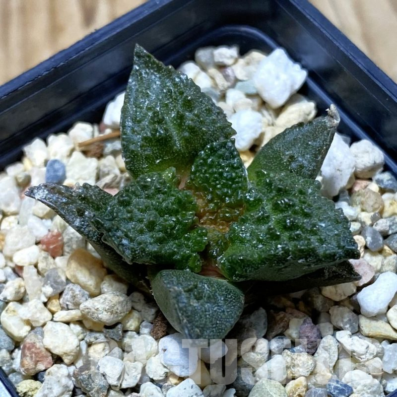 SH4367 Ariocarpus fissuratus ‘Godzilla’ hybrid, seedling