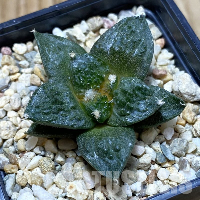 SH4368 Ariocarpus fissuratus ‘Godzilla’ hybrid, seedling