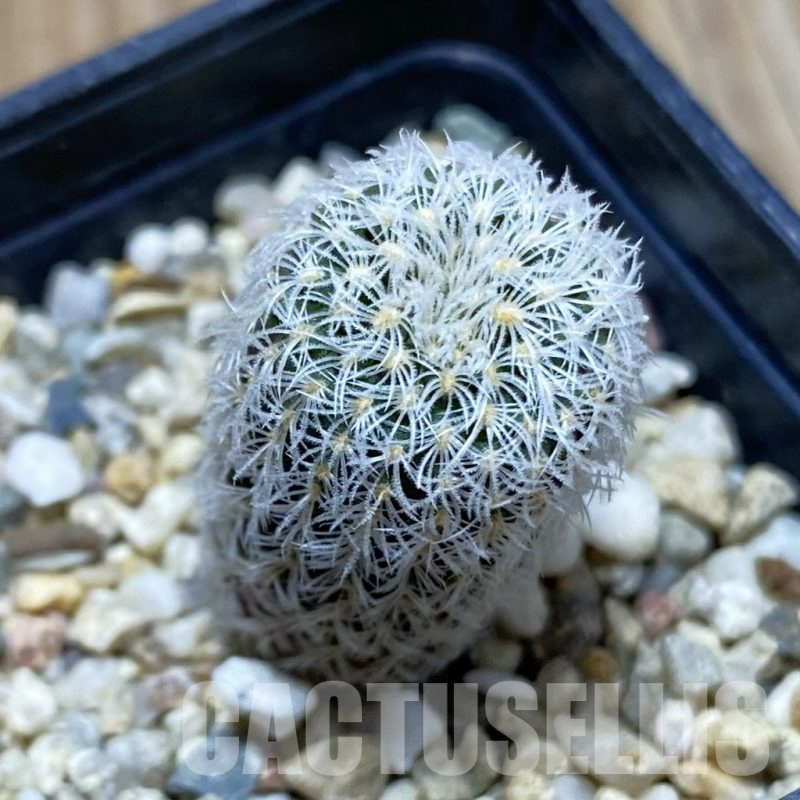 SH4375 Frailea densispina