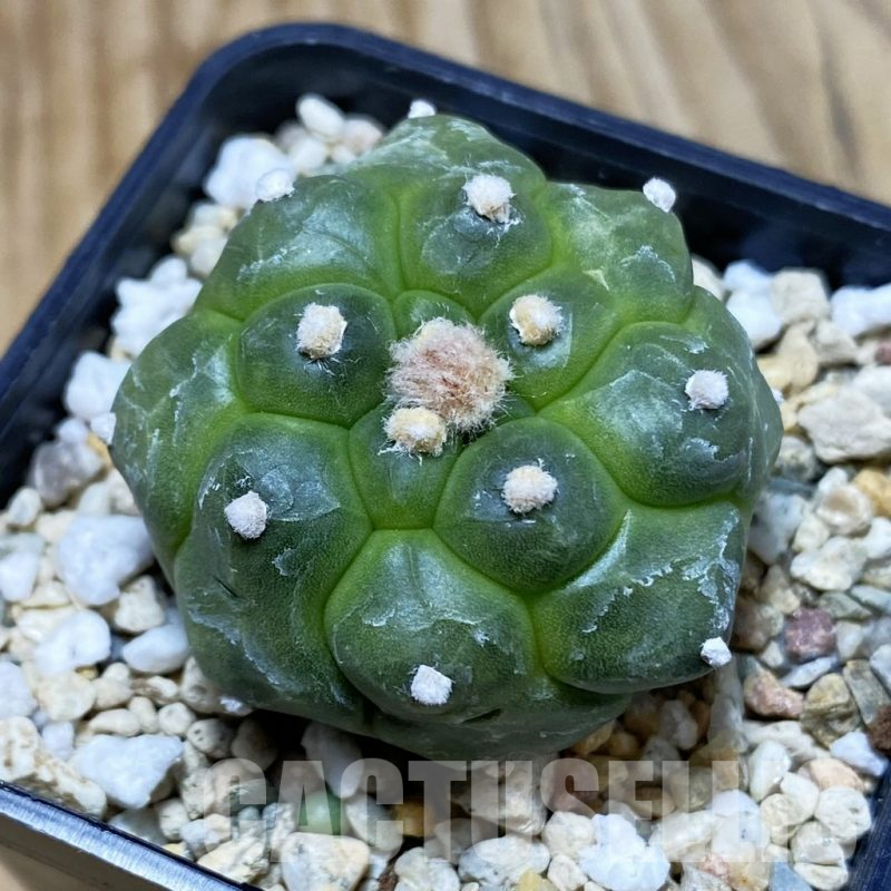 SH4377 Astrophytum asterias ‘Kikko'