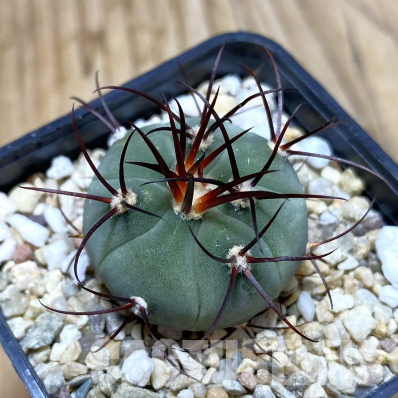 SH4380 Gymnocalycium cabreraense VOS 2122