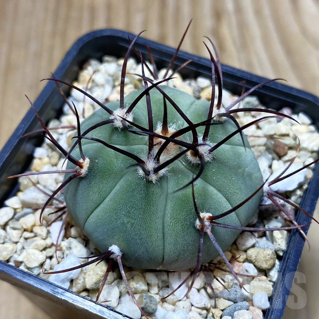 SH4381 Gymnocalycium cabreraense VOS 2122