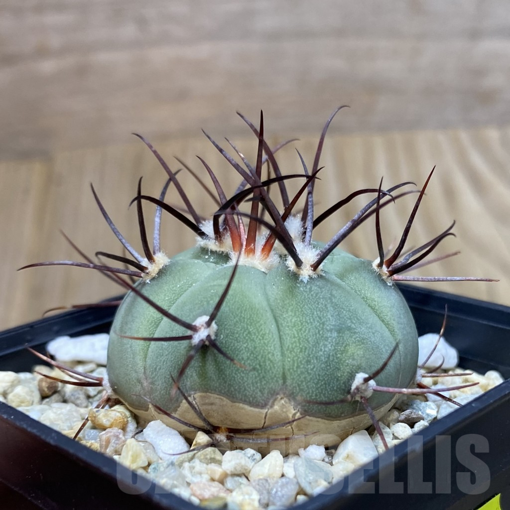 SH4381 Gymnocalycium cabreraense VOS 2122 - Imagen 2