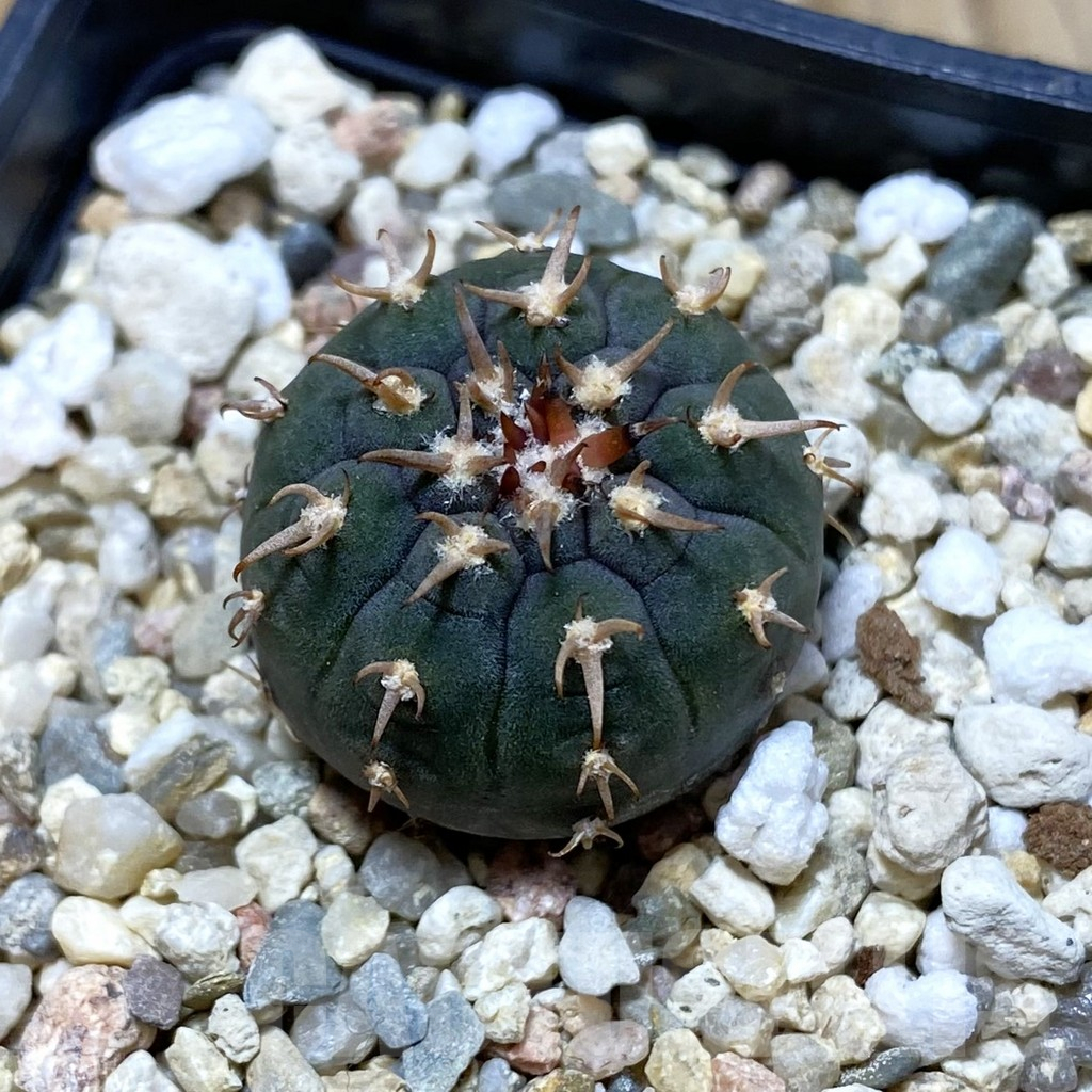 SH4383 Gymnocalycium spegazzinii v. unguispinum SL 443
