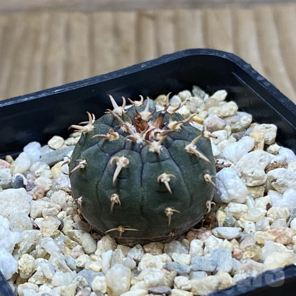 SH4383 Gymnocalycium spegazzinii v. unguispinum SL 443 - Зображення 2