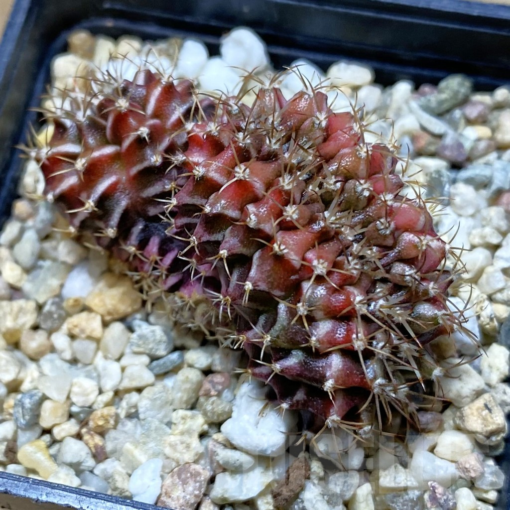 SH4384 Gymnocalycium mihanovichii variegata f. cristata ?
