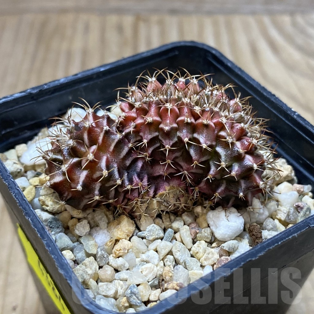 SH4384 Gymnocalycium mihanovichii variegata f. cristata ? - immagine 2