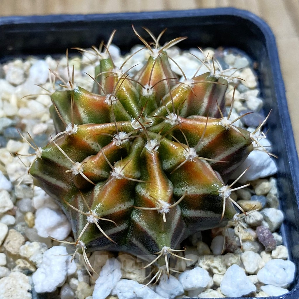 SH4386 Gymnocalycium mihanovichii hybrid, seedling