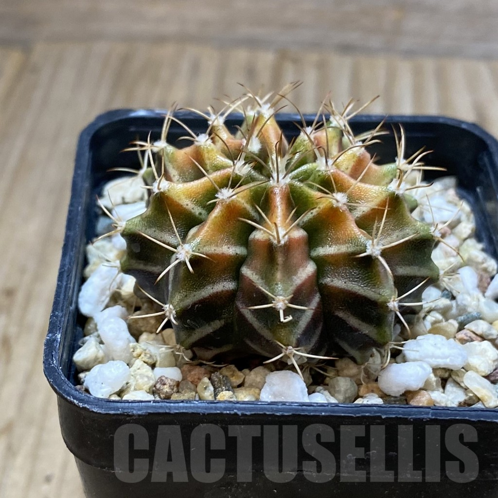 SH4386 Gymnocalycium mihanovichii hybrid, seedling - 画像 (2)
