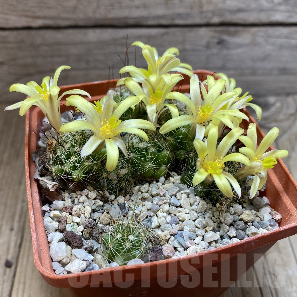 SH4578 Mammillaria surculosa - Image 2