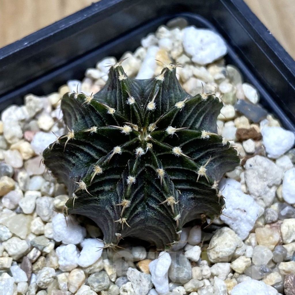 SH4579 Gymnocalycium friedrichii LB 2178