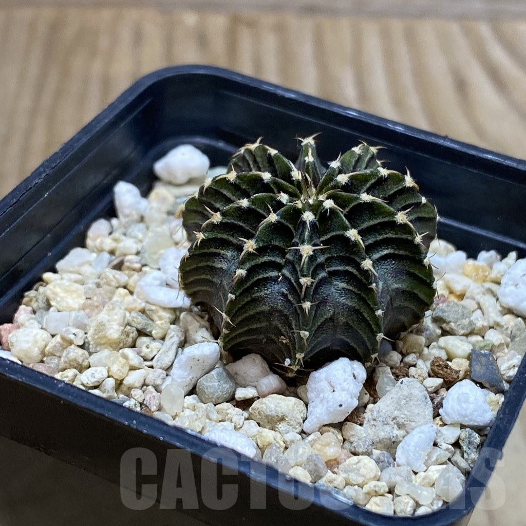 SH4579 Gymnocalycium friedrichii LB 2178 - Image 2