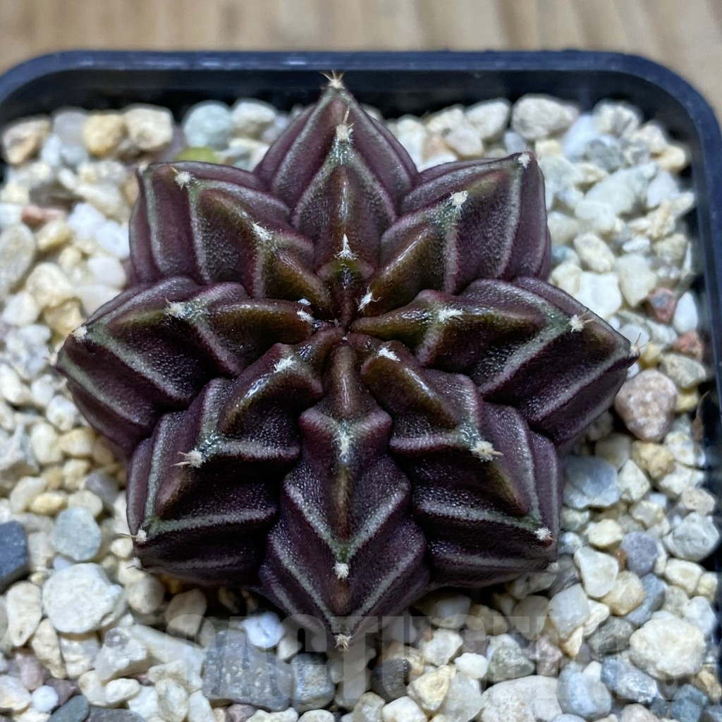 SH4580 Gymnocalycium mihanovichii ‘Nana’ x ‘Day Dream’, seedling