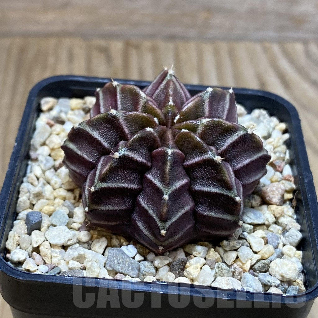 SH4580 Gymnocalycium mihanovichii ‘Nana’ x ‘Day Dream’, seedling - 画像 (2)