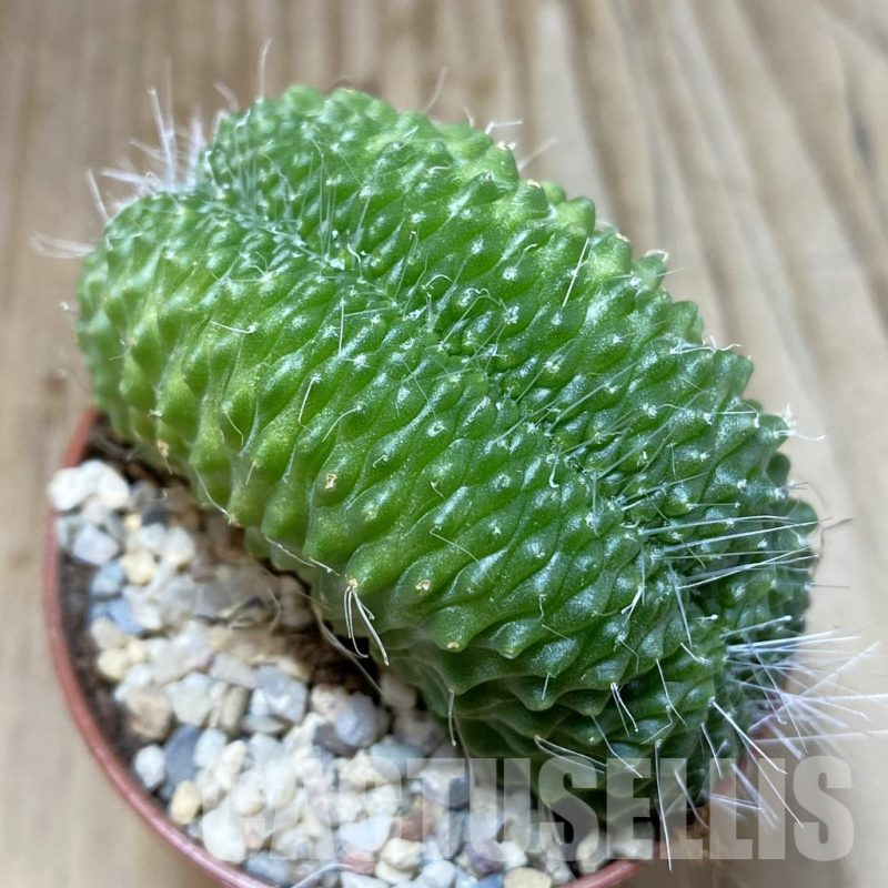 SH4549 Mammillaria spinosissima ‘Uno Pico’ f. cristata