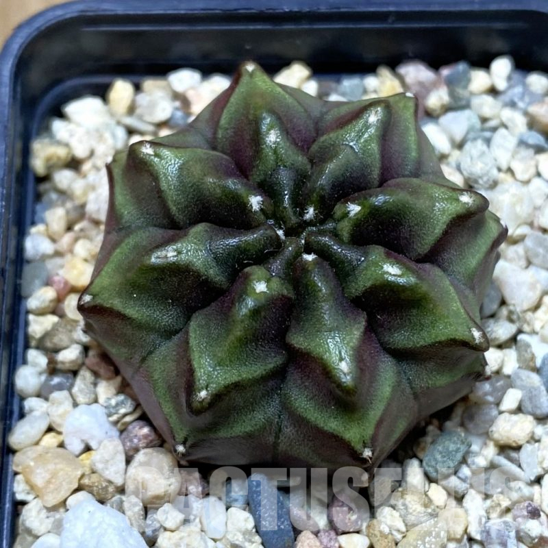 SH4582 Gymnocalycium mihanovichii ‘Nana’ x ‘Day Dream’, seedling