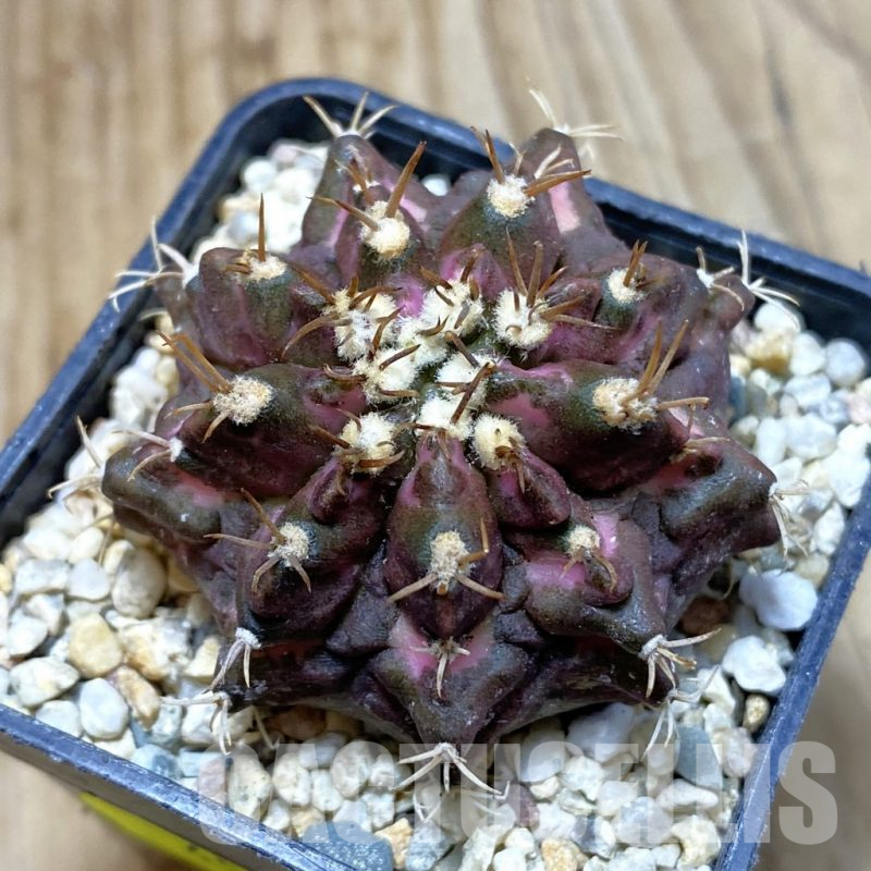 SH4583 Gymnocalycium mihanovichii ‘T-Lux’, seedling