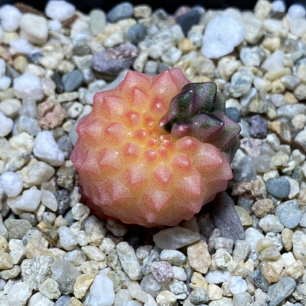 SH4586 Gymnocalycium mihanovichii ‘inermis’ f. variegata, seedling