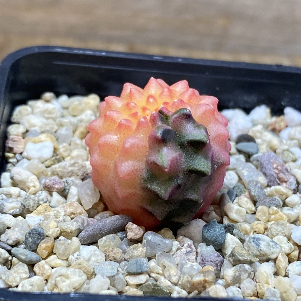 SH4586 Gymnocalycium mihanovichii ‘inermis’ f. variegata, seedling – Image 2