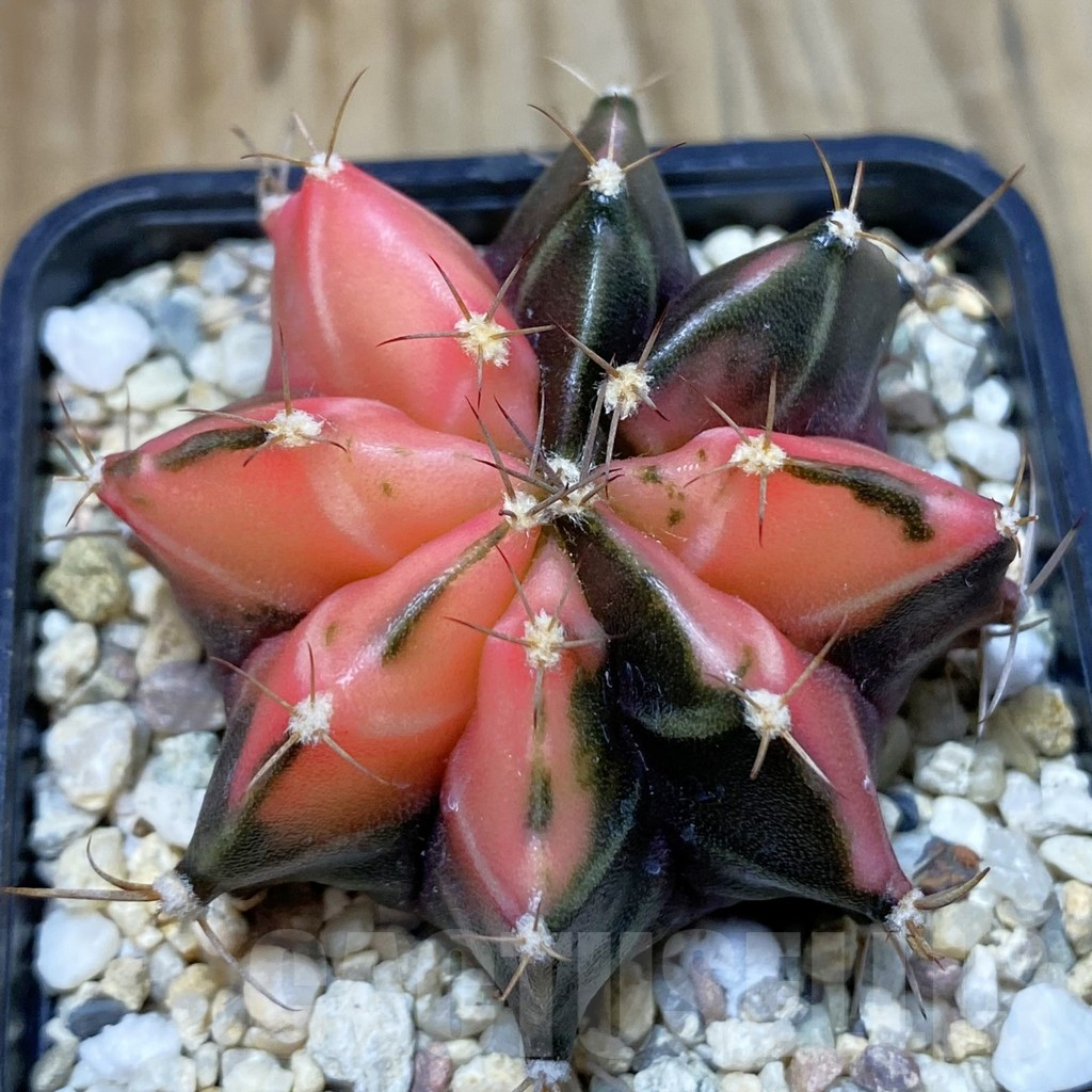 SH4590 Gymnocalycium mihanovichii f. variegata, seedling