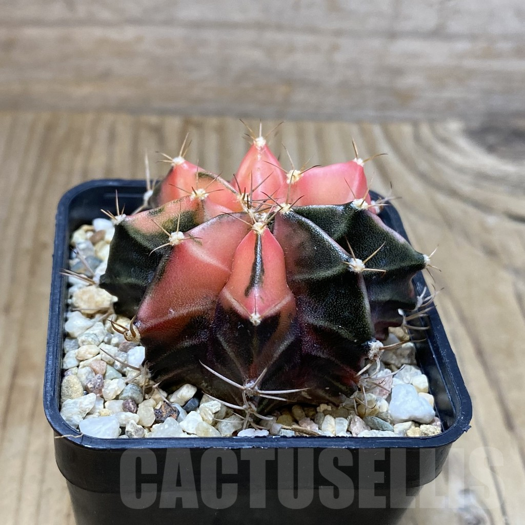 SH4590 Gymnocalycium mihanovichii f. variegata, seedling - immagine 2