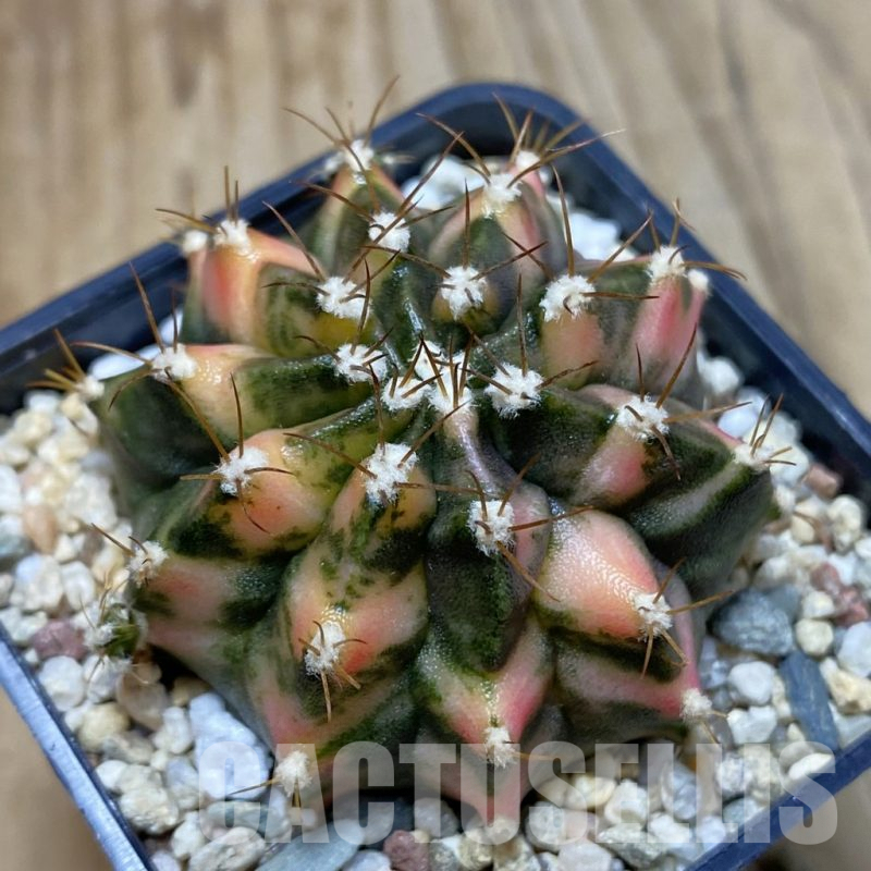 SH4591 Gymnocalycium mihanovichii f. variegata, seedling
