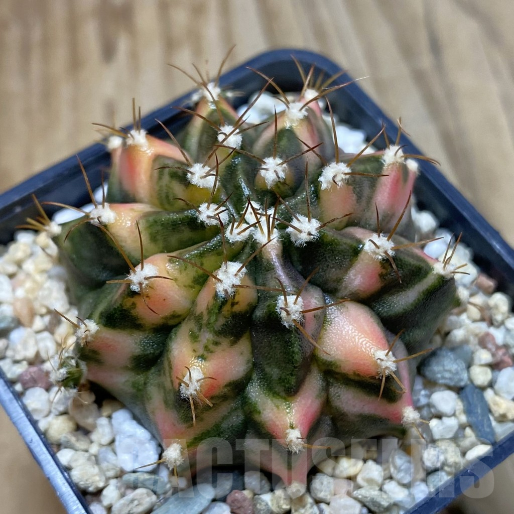 SH4591 Gymnocalycium mihanovichii f. variegata, seedling