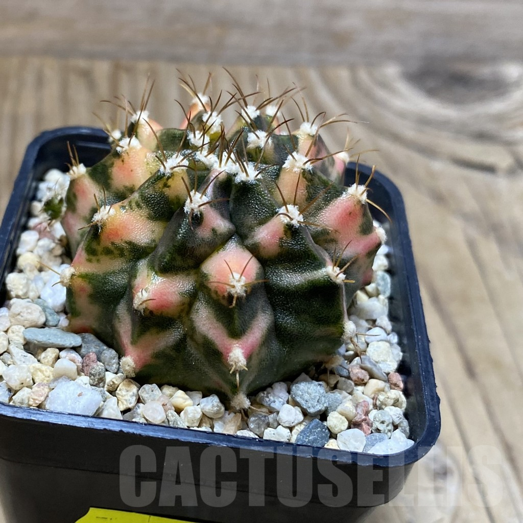 SH4591 Gymnocalycium mihanovichii f. variegata, seedling - Image 2