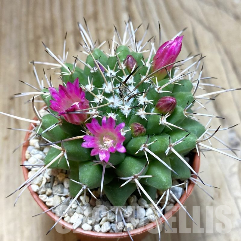 SHND4550 Mammillaria magnimamma