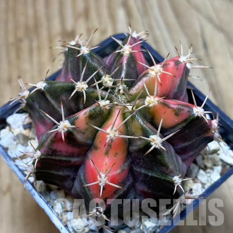 SH4592 Gymnocalycium mihanovichii f. variegata, seedling